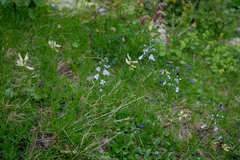 Veronica gentianoides