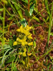 Scheuchzeria palustris