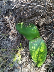 Haemanthus