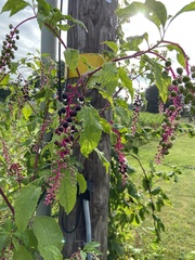 Phytolacca americana