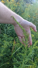 Solidago altissima