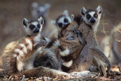 Lemur catta