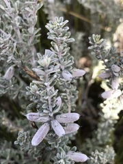 Indigofera brachystachya