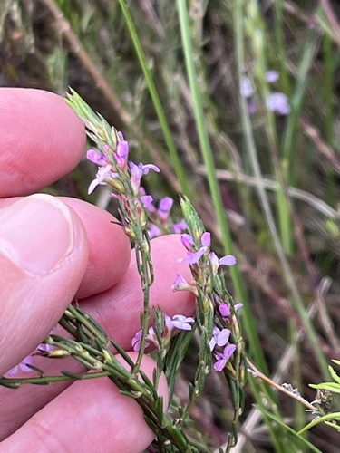 Image of Muraltia filiformis by (c) Charleen Brunke, some rights reserved (CC BY)