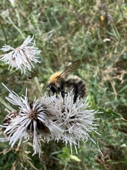 Bombus