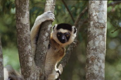 Propithecus verreauxi