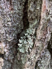 Hypogymnia physodes