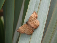 Achlyodes