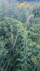 Solidago altissima