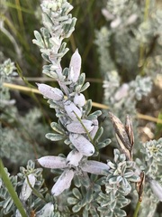 Indigofera brachystachya