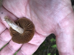 Deconica