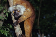 Eulemur macaco