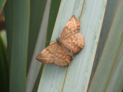 Achlyodes