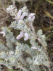 Indigofera brachystachya