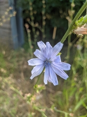 Cichorium intybus