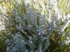 Indigofera brachystachya