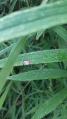 Asteromyia carbonifera