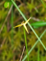 Carex pauciflora