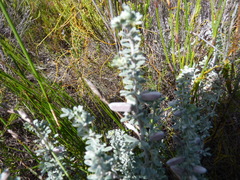 Indigofera brachystachya