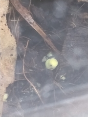 Leucocoprinus birnbaumii