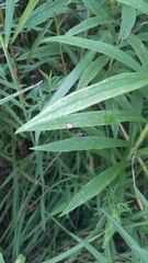 Asteromyia carbonifera