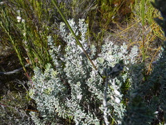 Indigofera brachystachya