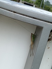 Conocephalus fasciatus
