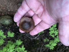 Deconica