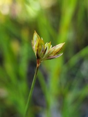 Juncus stygius americanus