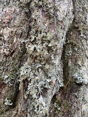 Platismatia tuckermanii