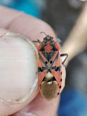 Spilostethus pandurus