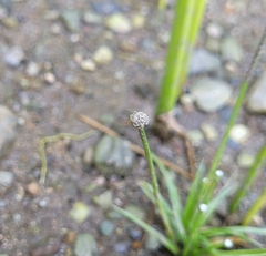 Eriocaulon parkeri