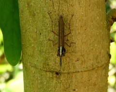Mantoida maya