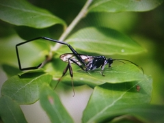 Pelecinus polyturator