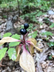 Medeola virginiana