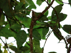 Forpus xanthopterygius