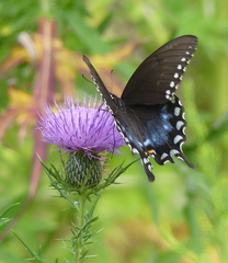 Papilio troilus