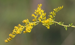 Solidago chapmanii