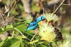 Dacnis cayana