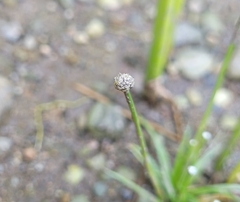 Eriocaulon parkeri