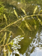 Potamogeton crispus