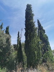 Cupressus sempervirens