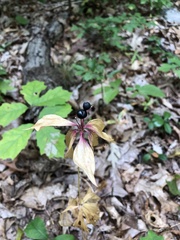 Medeola virginiana