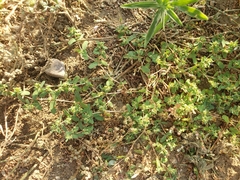 Euphorbia glyptosperma