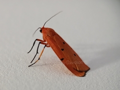 Eilema