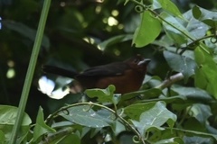 Ramphocelus carbo