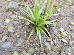 Eriocaulon parkeri