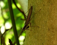 Mantoida maya