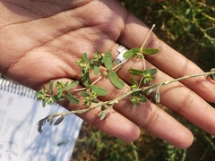 Euphorbia glyptosperma