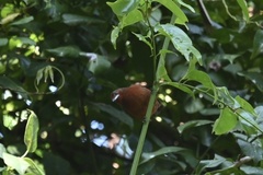 Ramphocelus carbo
